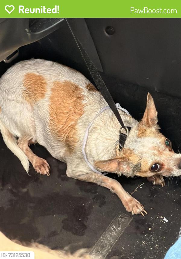 Reunited Female Dog last seen Verracio ct, San Antonio, TX 78244