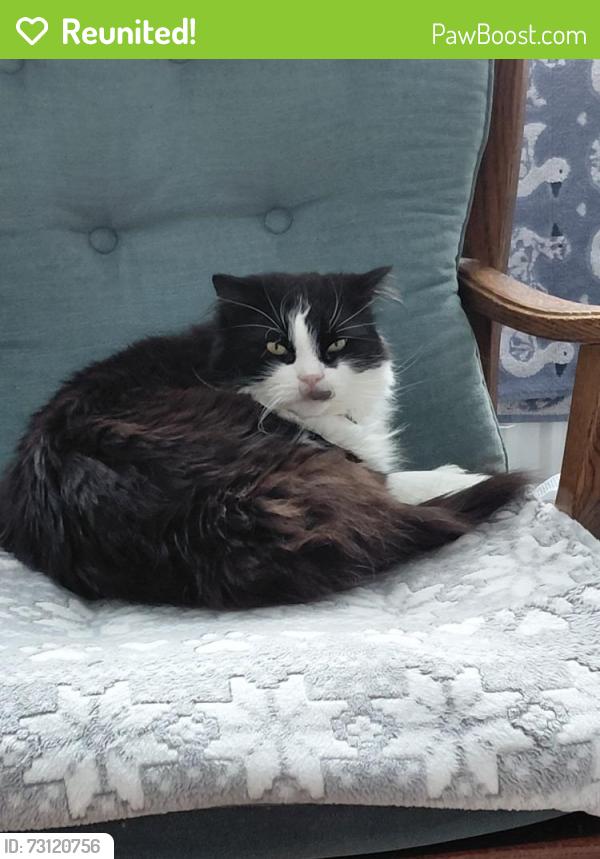 Reunited Male Cat last seen The Gatehouse pub, Clayton, st5, Newcastle-under-Lyme, England 
