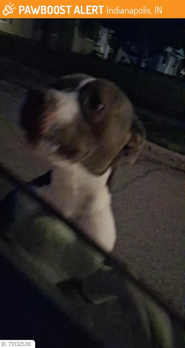 Found/Stray Male Dog last seen 21st, Indianapolis, IN 46218