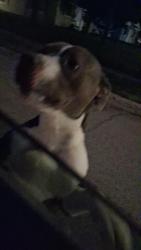 Found/Stray Male Dog last seen 21st, Indianapolis, IN 46218