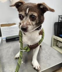 Shelter Stray Female Dog last seen Near BLOCK W WARREN AVE, DETROIT MI 48228, 7401 Chrysler Dr, Detroit, MI 48211, USA