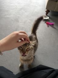 Found/Stray Female Cat last seen 26th and Manatee, Bradenton, FL 34205