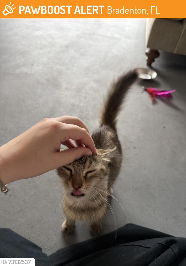 Found/Stray Female Cat last seen 26th and Manatee, Bradenton, FL 34205
