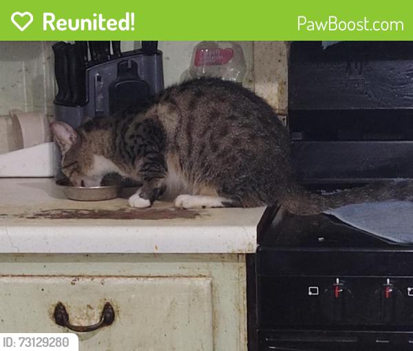 Reunited Female Cat last seen Park circle dr, Spring Garden Hills, FL 32720