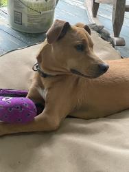 Reunited Male Dog last seen Salola and Sand Hill, Asheville, NC 28806