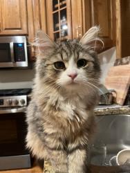 Reunited Male Cat last seen Choctaw and Hopi, Green Bay, WI 54313
