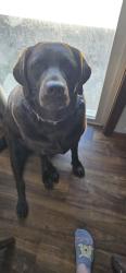 Reunited Female Dog last seen Joyce and Joan st, Kaukauna, WI 54130