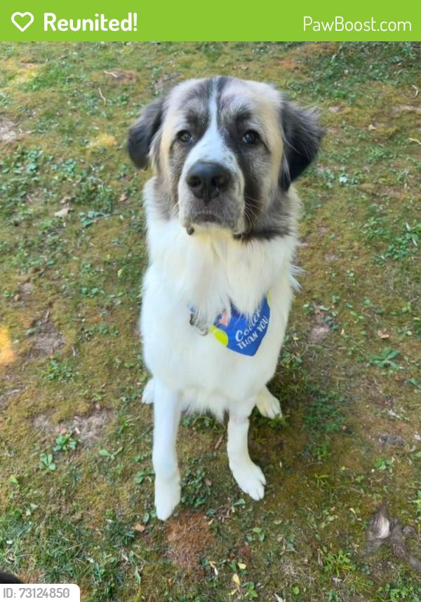 Reunited Male Dog last seen Bowling green elementary, Milford, VA 22514