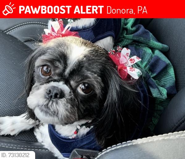 Lost Female Dog last seen 13th St. McCain Ave.,Donora pa, Donora, PA 15033