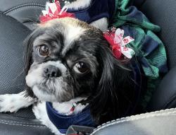 Lost Female Dog last seen 13th St. McCain Ave.,Donora pa, Donora, PA 15033