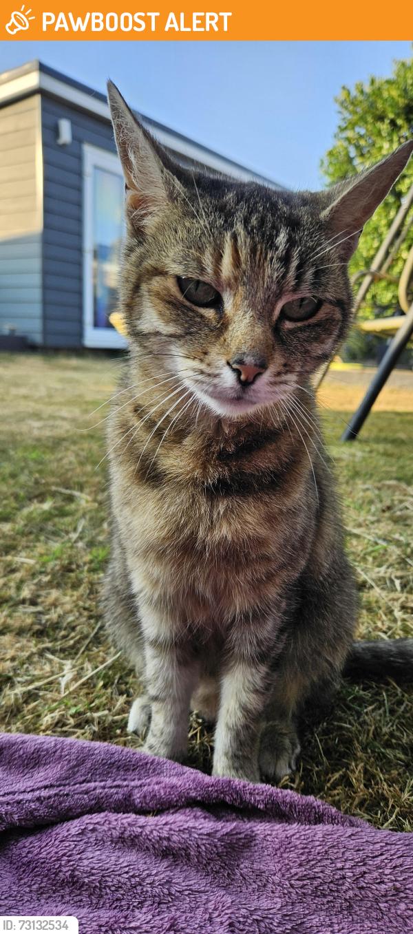 Rehomed Female Cat last seen Dennis road Hellesdon, Hellesdon, England NR6 5AE