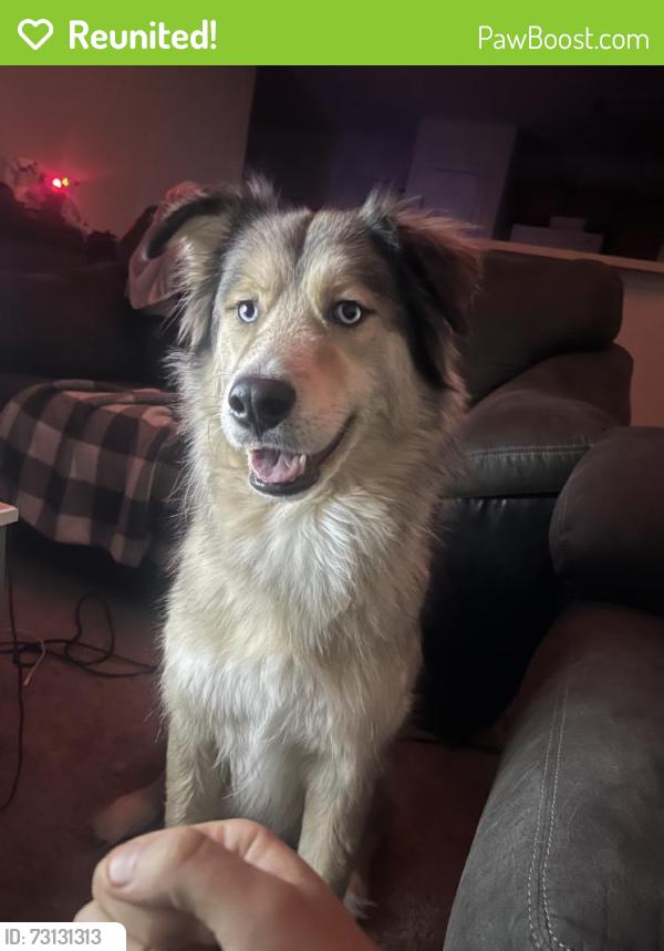 Reunited Male Dog last seen Viewmont Dr, Greensboro, NC, USA, Greensboro, NC 27407
