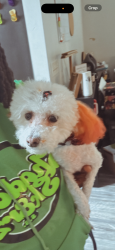 Reunited Female Dog last seen Franklin Rd and Edgewood, Indianapolis, IN 46239