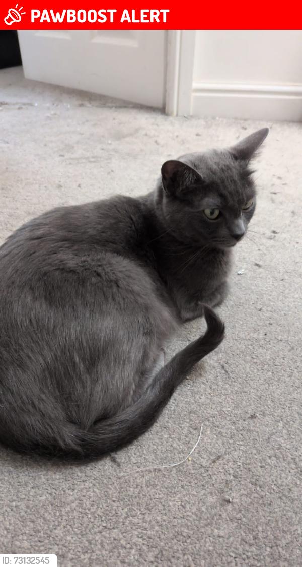Lost Female Cat last seen Near 47 liberty close warrington and 16 Baltimore gardens (both in great Sankey)y, Great Sankey, England WA5 8DS