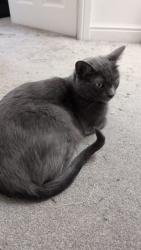 Lost Female Cat last seen Near 47 liberty close warrington and 16 Baltimore gardens (both in great Sankey)y, Great Sankey, England WA5 8DS