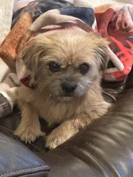 Found/Stray Female Dog last seen County road 913 and county road 1014A, Johnson County, TX 76058
