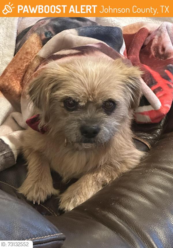 Found/Stray Female Dog last seen County road 913 and county road 1014A, Johnson County, TX 76058