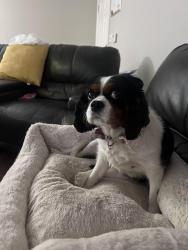 Lost Female Dog last seen Back yard, Kansas City, KS 66112