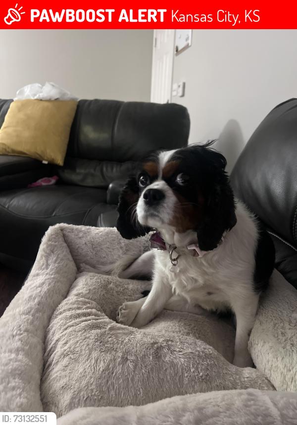 Lost Female Dog last seen Back yard, Kansas City, KS 66112