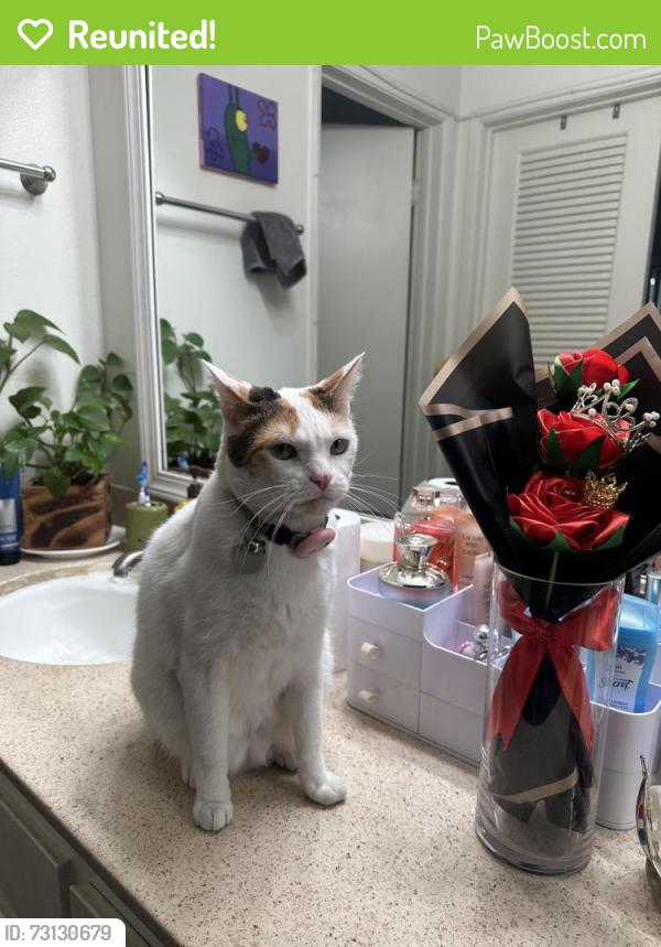 Reunited Female Cat last seen Heideman elementary school, Tustin, CA 92780