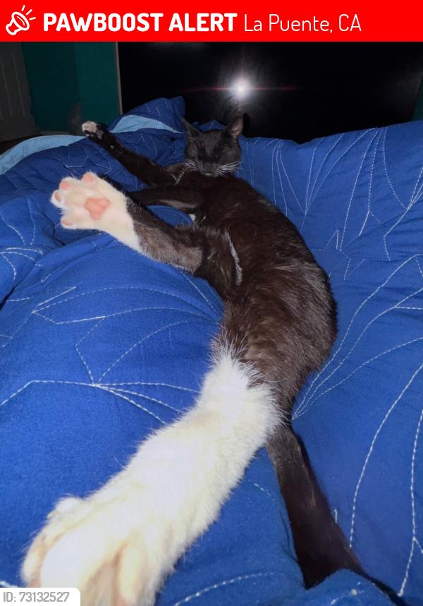 Lost Female Cat last seen nogales high school, La Puente, CA 91744