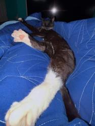 Lost Female Cat last seen nogales high school, La Puente, CA 91744