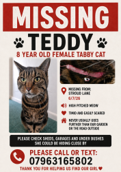 Lost Female Cat last seen Dennistoun Ave, The Hawthorns, Somerford way, Somerford road, Bournemouth, Christchurch and Poole, England BH23 3QS