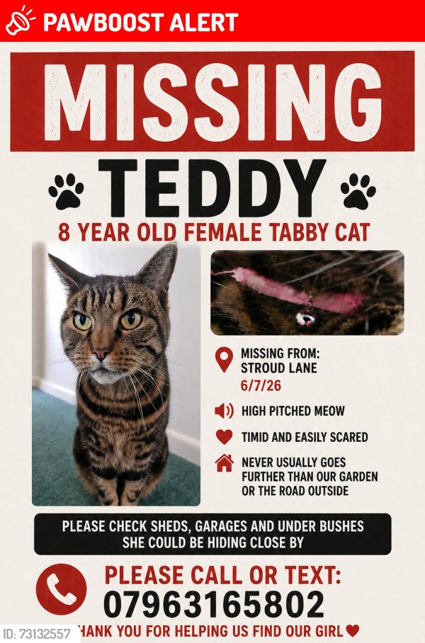 Lost Female Cat last seen Dennistoun Ave, The Hawthorns, Somerford way, Somerford road, Bournemouth, Christchurch and Poole, England BH23 3QS