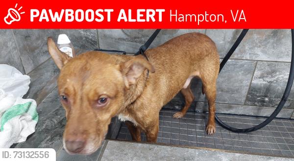 Lost Male Dog last seen Mallory and Mercury, Hampton, VA 23663