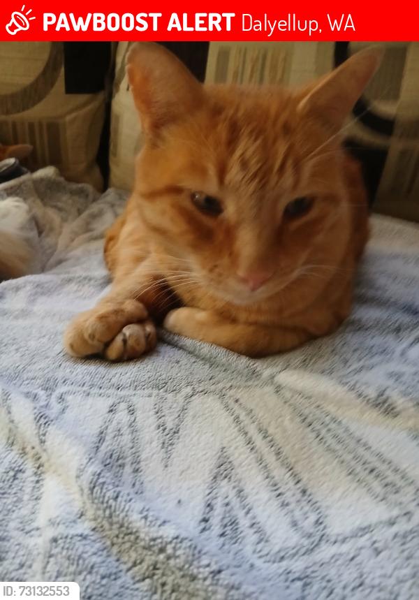 Lost Male Cat last seen Norton promenade, Dalyellup, WA 6230