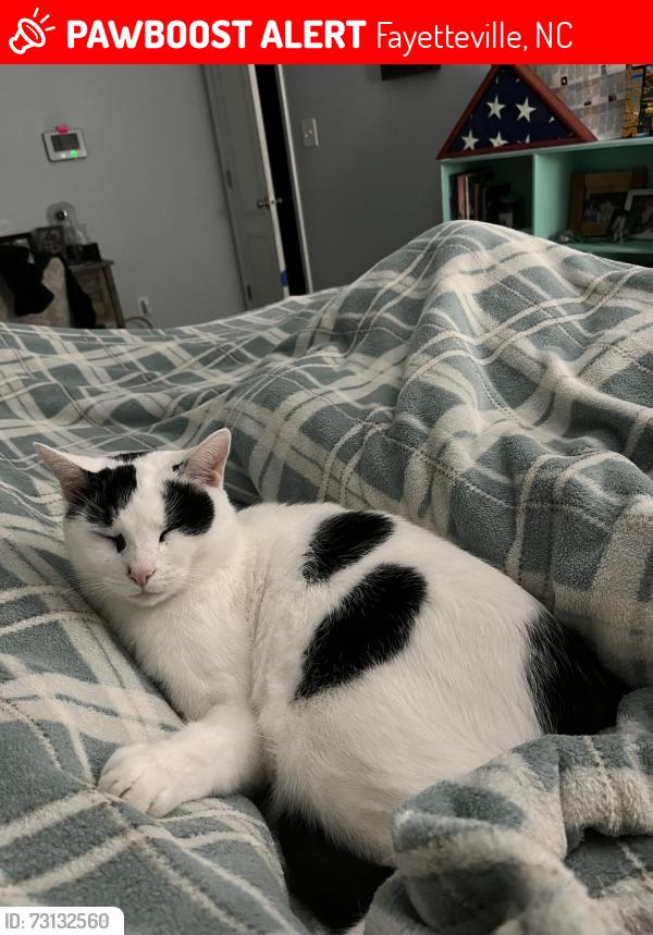 Lost Male Cat last seen Near Daybrook cr, Fayetteville, NC 28314