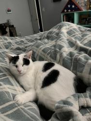 Lost Male Cat last seen Near Daybrook cr, Fayetteville, NC 28314