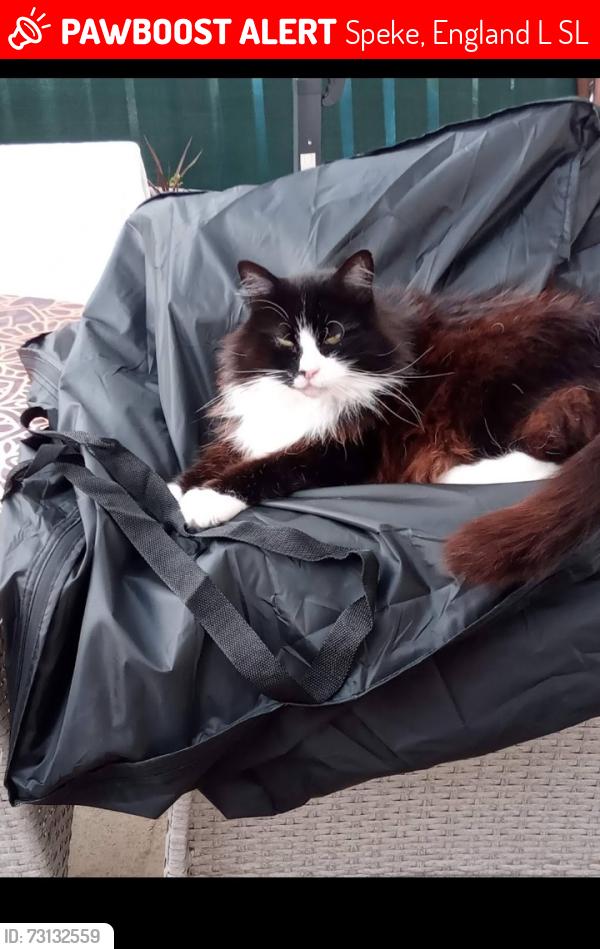 Lost Male Cat last seen Conleach Road, Harefield Green, Morrisons, Speke, England L24 0SL