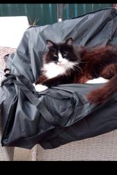 Lost Male Cat last seen Conleach Road, Harefield Green, Morrisons, Speke, England L24 0SL