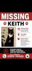 Lost Male Cat last seen Hardwick or D'Arcy Close, Hardwick, England 