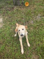 Found/Stray Male Dog last seen Highland Park Road and Grand Avenue, Volusia County, FL 32720