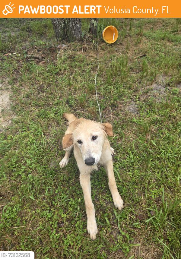 Found/Stray Male Dog last seen Highland Park Road and Grand Avenue, Volusia County, FL 32720