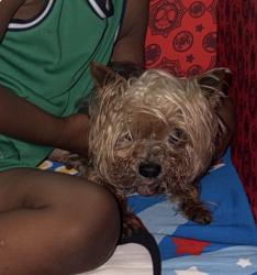 Lost Male Dog last seen Hancock Lone Palm, Orlando, FL 32828