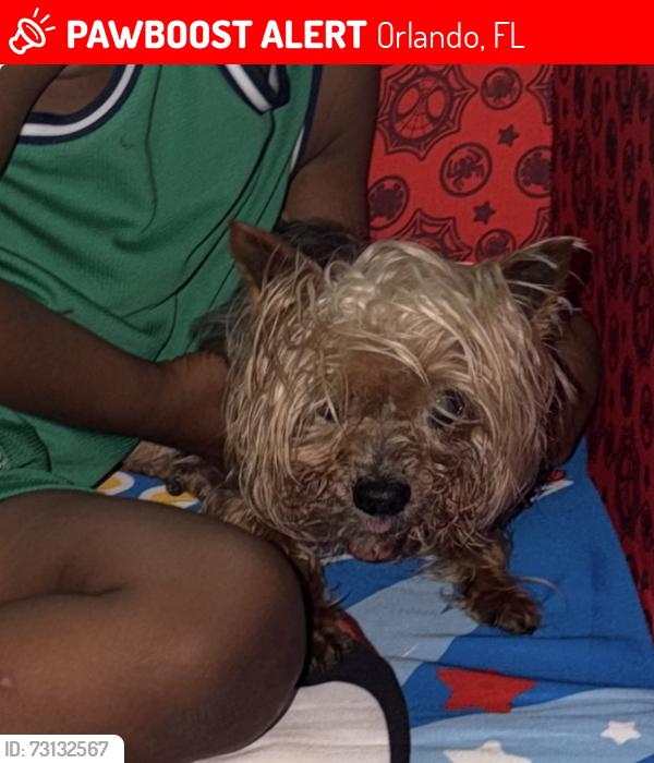Lost Male Dog last seen Hancock Lone Palm, Orlando, FL 32828