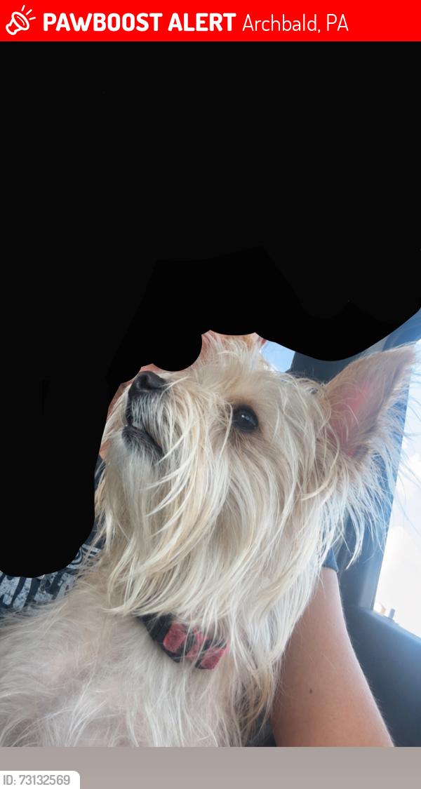 Lost Female Dog last seen Hill street Archbald, Archbald, PA 18403