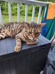Reunited Male Cat last seen Benedict farm park, Montgomery, NY 12549