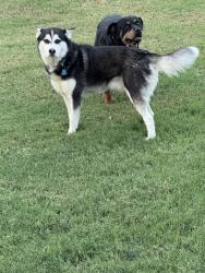 Reunited Male Dog last seen Charlotte st, San Antonio, TX 78225
