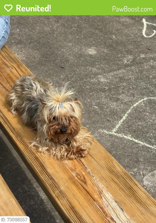 Reunited Female Dog last seen Close to my address, Cleveland, OH 44135