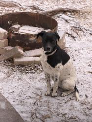 Reunited Female Dog last seen Locust and 36th street, Odessa, TX 79762