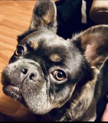Reunited Female Dog last seen Near Calle Avila, Coachella, CA 92236