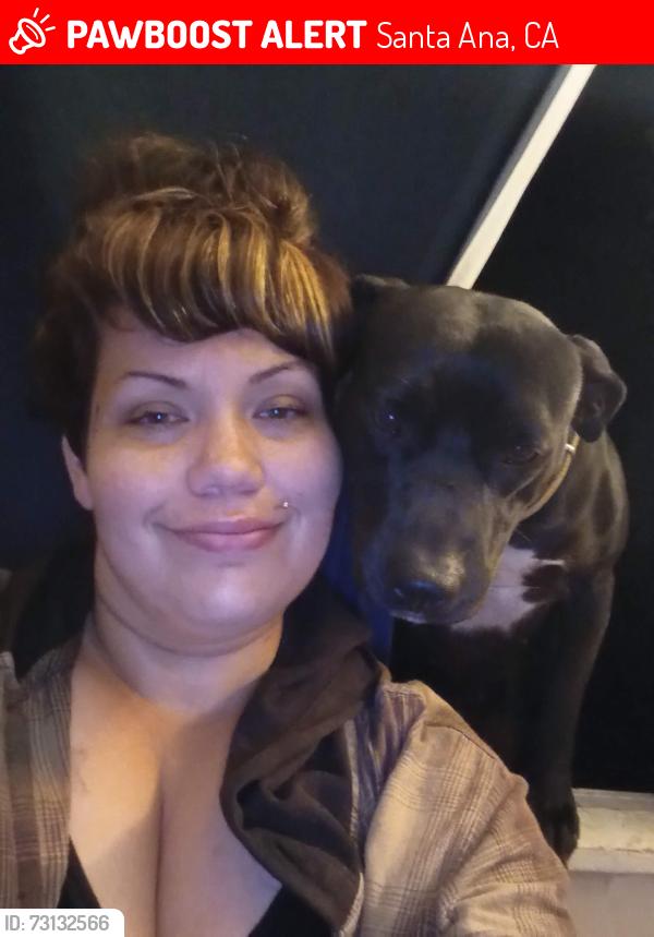 Lost Male Dog last seen Harbor and mcfadden, Santa Ana, CA 92704