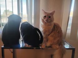 Lost Female Cat last seen Unser and southern, Rio Rancho, NM 87124