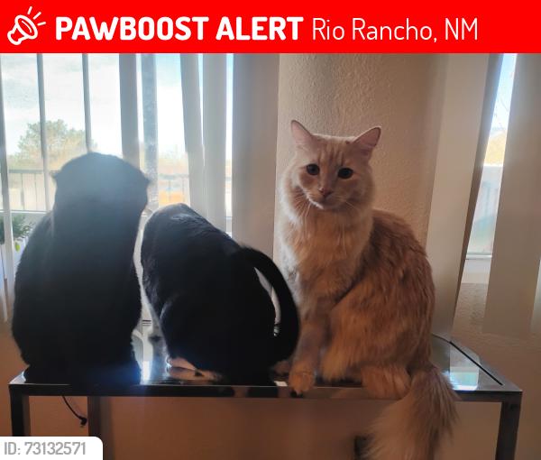 Lost Female Cat last seen Unser and southern, Rio Rancho, NM 87124