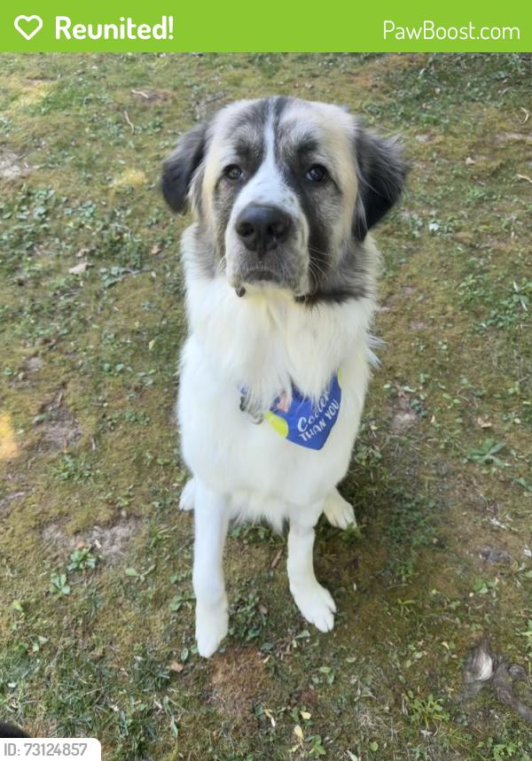 Reunited Male Dog last seen Antioch Road near Bowling Green Elementary, Milford, VA 22514