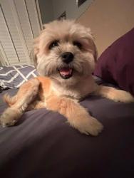Lost Female Dog last seen lakemont, Roswell, GA 30075